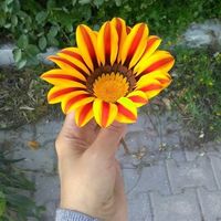 Sharon Rosario's Photo