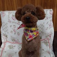 Yoshiko Fujiwara的照片