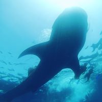 Matias Ojeda的照片