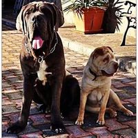 Photos de Stefano Rodilardi