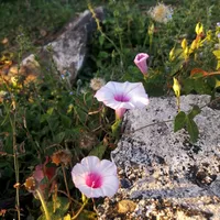 Diana Arburola的照片