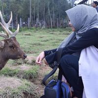 bulan fitri sp's Photo