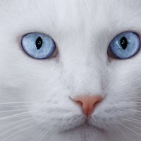 Milana Vselenskaya的照片