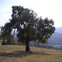 Robert Nicolae's Photo