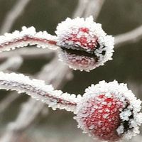 Olga Golovko的照片