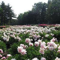 Richard Kong的照片