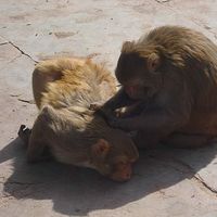 Crazy4vrindavan Vrindavan's Photo