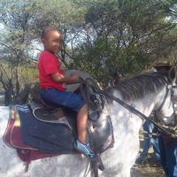 Setho molosi Molosi's Photo