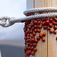 Aylin  Akdogan的照片