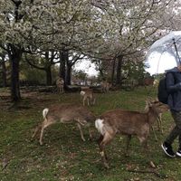 Nicholas Chee's Photo