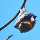 Flying Foxes and Boathouses Hike's picture
