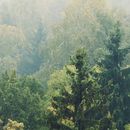 Am Samstag gehen die Mädchen in den Wald's picture