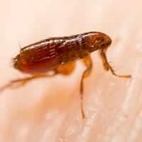 Pest Control Hamilton's Photo