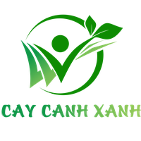 Cây Cảnh Xanh's Photo
