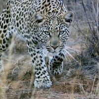 Veronica Peters的照片