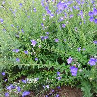 Jennifer jennifer的照片