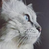 Nadjat Nouri's Photo