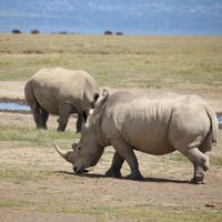 Ancient Wild safaris's Photo