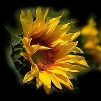 Photos de Monica Colombo