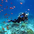 Enjoyable snorkeling trips in the Aqaba Sea, watch's picture