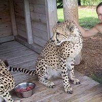 Ashley Flaig的照片