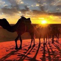 Explore  desert's Photo