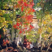 Johannes De Boeck的照片