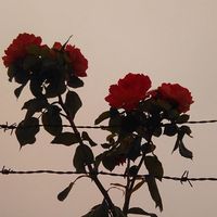 Nicole Brito的照片