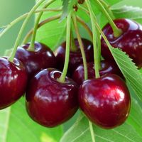 Farhad shadman的照片