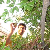 Fredo Dibaei的照片