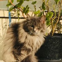 Stefanie Johannsen's Photo