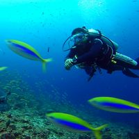 Agung Wiyono的照片