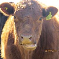 Cecilia Alberdi的照片