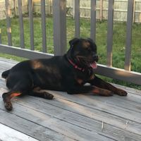 Bob Yockachonis的照片