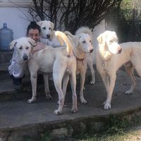 Hale Diptas的照片