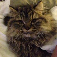 Kannikar pinpoung的照片