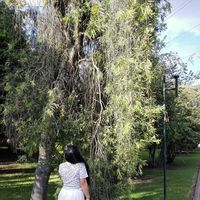 Photos de Diana Castillo