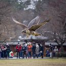 Foto de Traditional Japanese Falconry at Hamarikyu Gardens