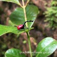 Tojo Rajaonasolosoa的照片