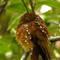 Sandro Ivan Aguinda  Rivadeneyra的照片