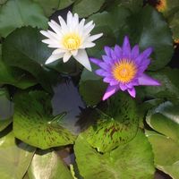 Vichea PP EK的照片