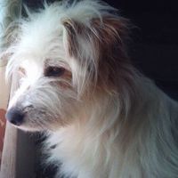 Saisha Goboodun的照片