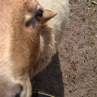 Anne Marion的照片