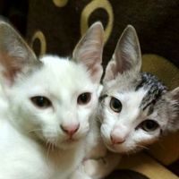 Aditya Hotkar的照片