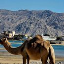 Saraya Islands 🏝️ Adventures ✨ RAK 's picture