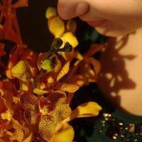 Sarah Vitali的照片