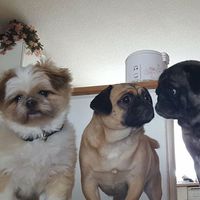 Danielo Gleekz's Photo