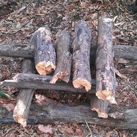 Catalin Szekely-Sitea的照片