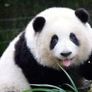 Panda Tour 's picture