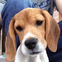 Carlös Andrés Peña Mercadö的照片